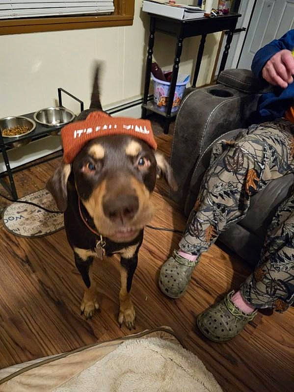 Oliver joined the competition — help win amazing prizes! cabinetry, canidae, carnivore, collar, companion_dog, dog, dog_breed, fawn, flooring, fur, guard_dog, hardwood, kitchen_appliance, leash, picture_frame, snout, sporting_group, whiskers, wood, working_animal