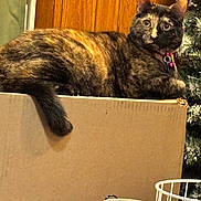 Pretzel is registered to the contest to win money with this photo: cat, tortoiseshell, cardboard_box, tail, collar, bell, christmas_tree, wooden_paneling, indoor, tabletop, red_candle, phone, cozy, pet, feline, whiskers, eyes, sitting, curious, portrait