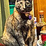 Pretzel is registered to the contest to win money with this photo: cat, tortoiseshell_cat, feline, pet, portrait, indoor, sitting, collar, id_tag, whiskers, wide_eyes, fur, tabletop, bottle, candle, tray, curtain, wood_panel, domestic_animal, closeup