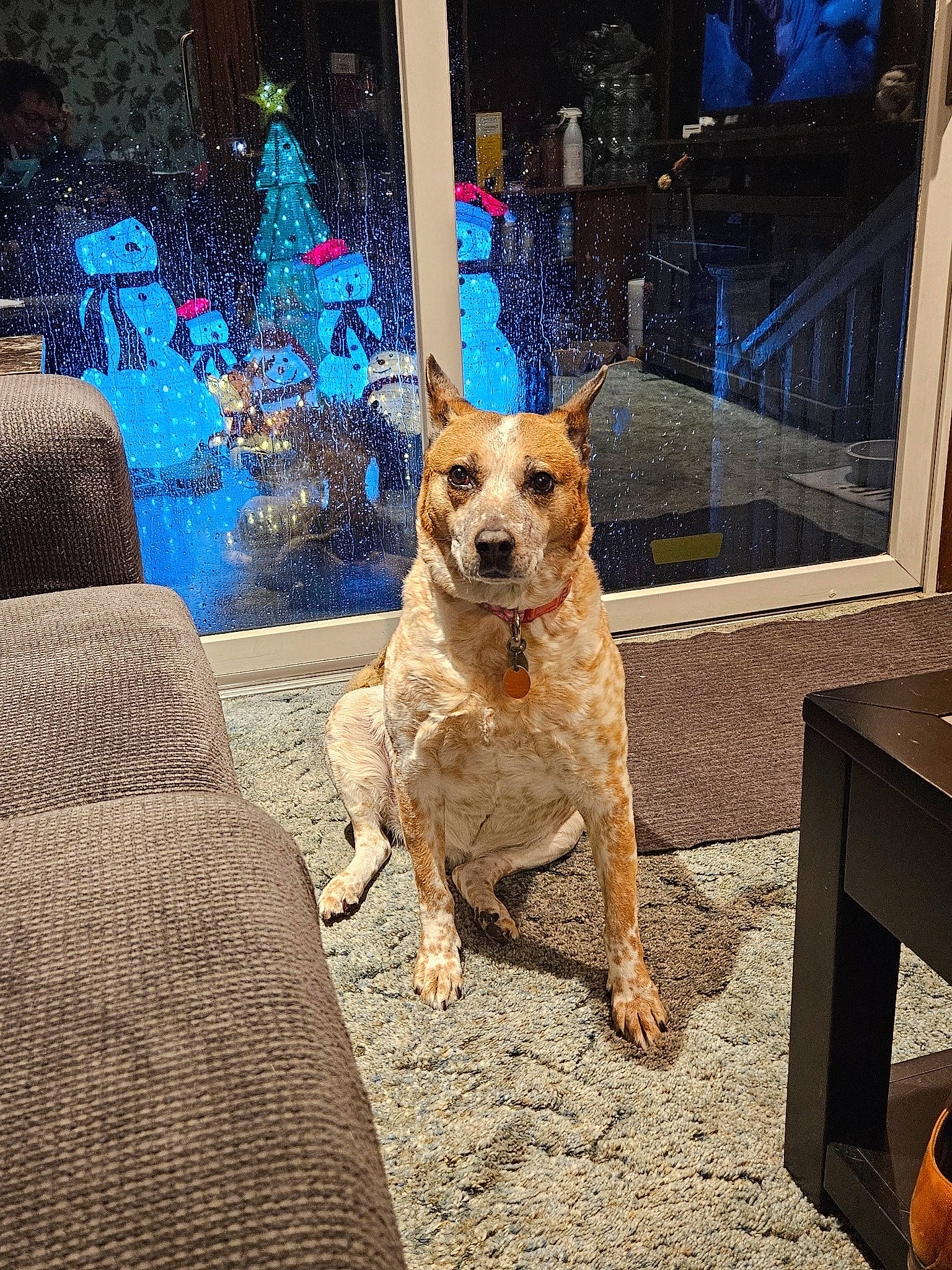 Ginger Jo joined the competition — help win amazing prizes! canidae, carnivore, collar, companion_dog, couch, dog, dog_breed, dog_collar, dog_supply, electric_blue, fawn, flooring, fur, pet_supply, road_surface, snout, sporting_group, tail, wood, working_animal