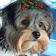 Bella is registered to the contest to win money with this photo: dog, pet, close_up, fluffy, bow, decorative, animal, car, window, fur, cute, face, beard, holiday, christmas_colors, looking_away, domestic_animal, mammal, indoors, portrait