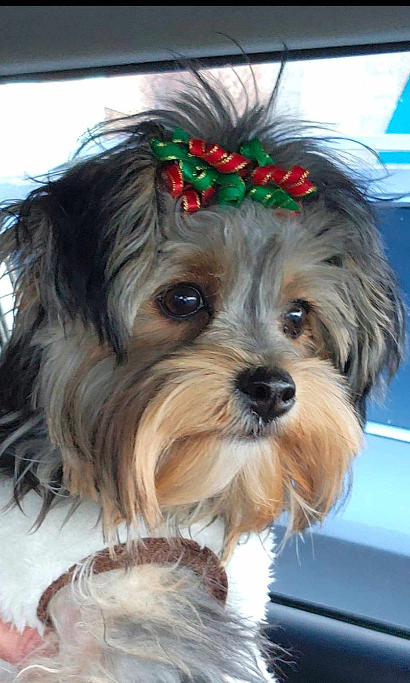 Bella is registered to the contest to win money with this photo: dog, pet, close_up, fluffy, bow, decorative, animal, car, window, fur, cute, face, beard, holiday, christmas_colors, looking_away, domestic_animal, mammal, indoors, portrait