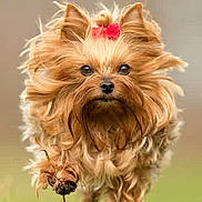 Chipie participe au concours pour gagner de l'argent avec cette photo : dog, yorkshire_terrier, small_dog, long_hair, fluffy, golden_fur, pink_bow, pet, animal, portrait, close_up, outdoors, running, standing, forward_facing, brown_eyes, black_nose, beard, grass, blurred_background
