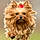 Chipie