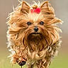 dog, yorkshire_terrier, small_dog, long_hair, fluffy, golden_fur, pink_bow, pet, animal, portrait, close_up, outdoors, running, standing, forward_facing, brown_eyes, black_nose, beard, grass, blurred_background