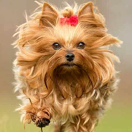 Chipie participe au concours pour gagner de l'argent avec cette photo : dog, yorkshire_terrier, small_dog, long_hair, fluffy, golden_fur, pink_bow, pet, animal, portrait, close_up, outdoors, running, standing, forward_facing, brown_eyes, black_nose, beard, grass, blurred_background
