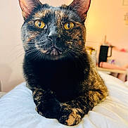 Harper Ann is registered to the contest to win money with this photo: animal, bed, cat, close_up, cute, domestic_cat, ears, feline, fur, indoor, paws, pet, portrait, relaxed, resting, soft_light, tortoiseshell_cat, whiskers, white_bedding, yellow_eyes