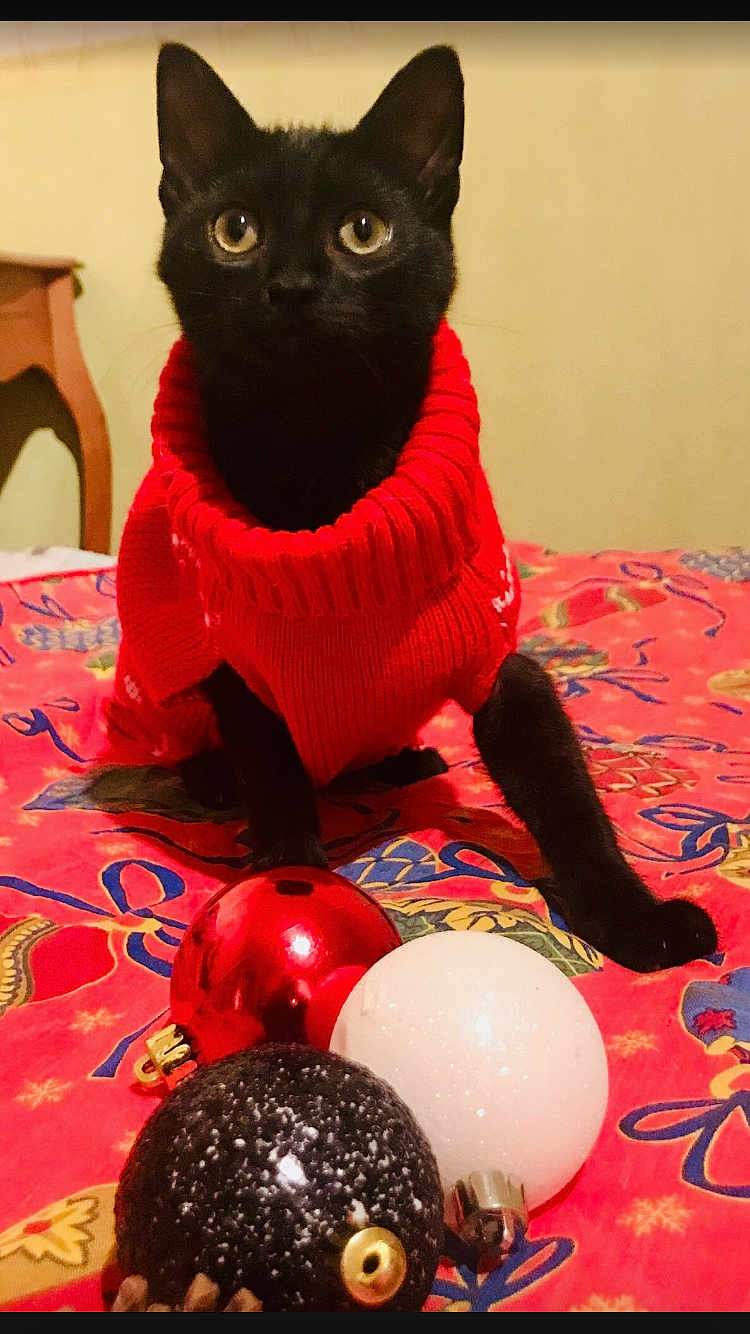 Bagheera