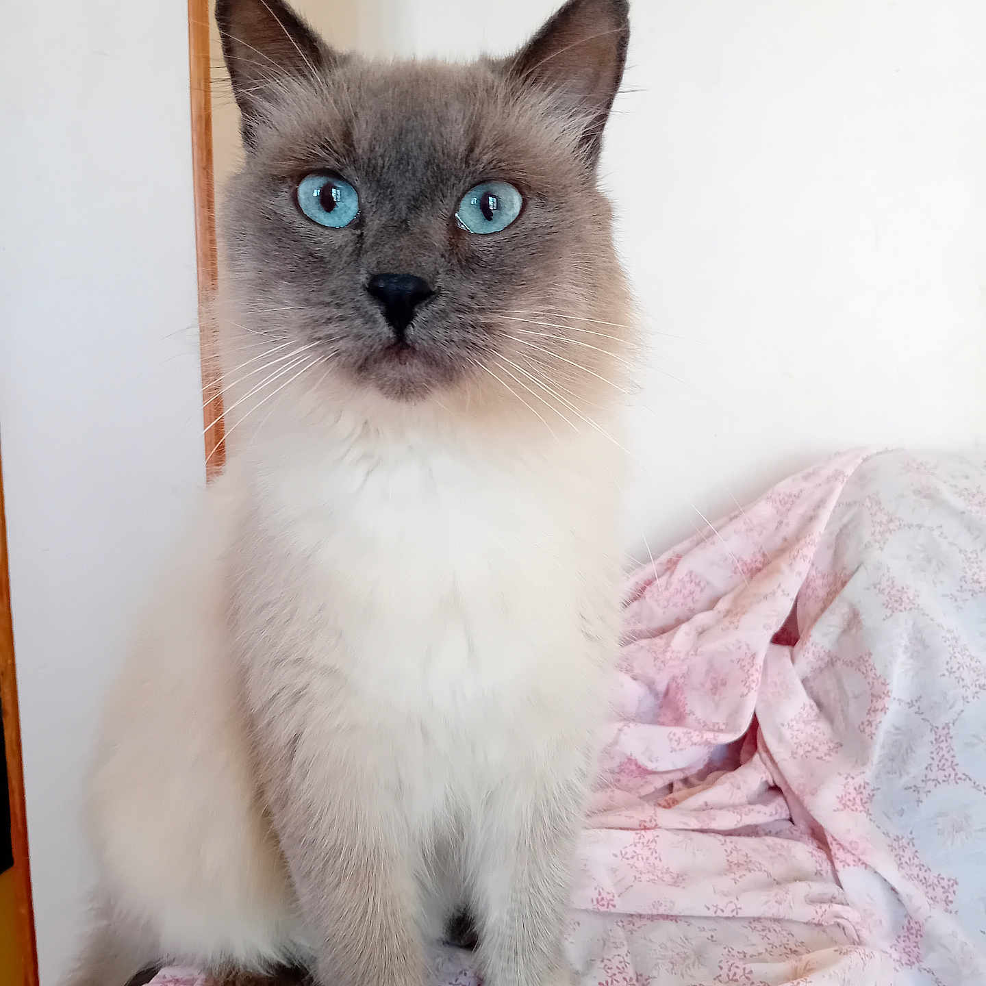 Peluche