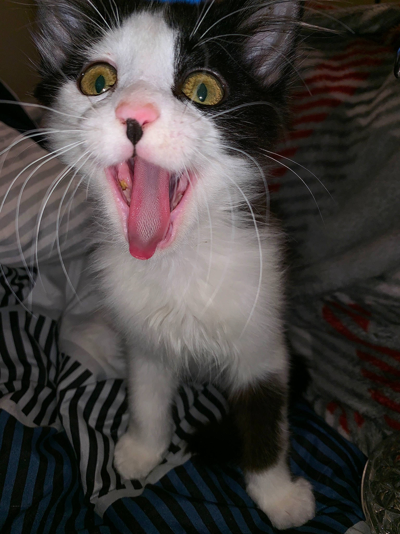 Buford is registered to the contest to win money with this photo: aegean_cat, american_wirehair, carnivore, cat, european_shorthair, eye, facial_expression, felidae, fur, kitten, mammal, mouth, norwegian_forest_cat, nose, organ, small_to_medium_sized_cats, snout, vertebrate, whiskers, yawn