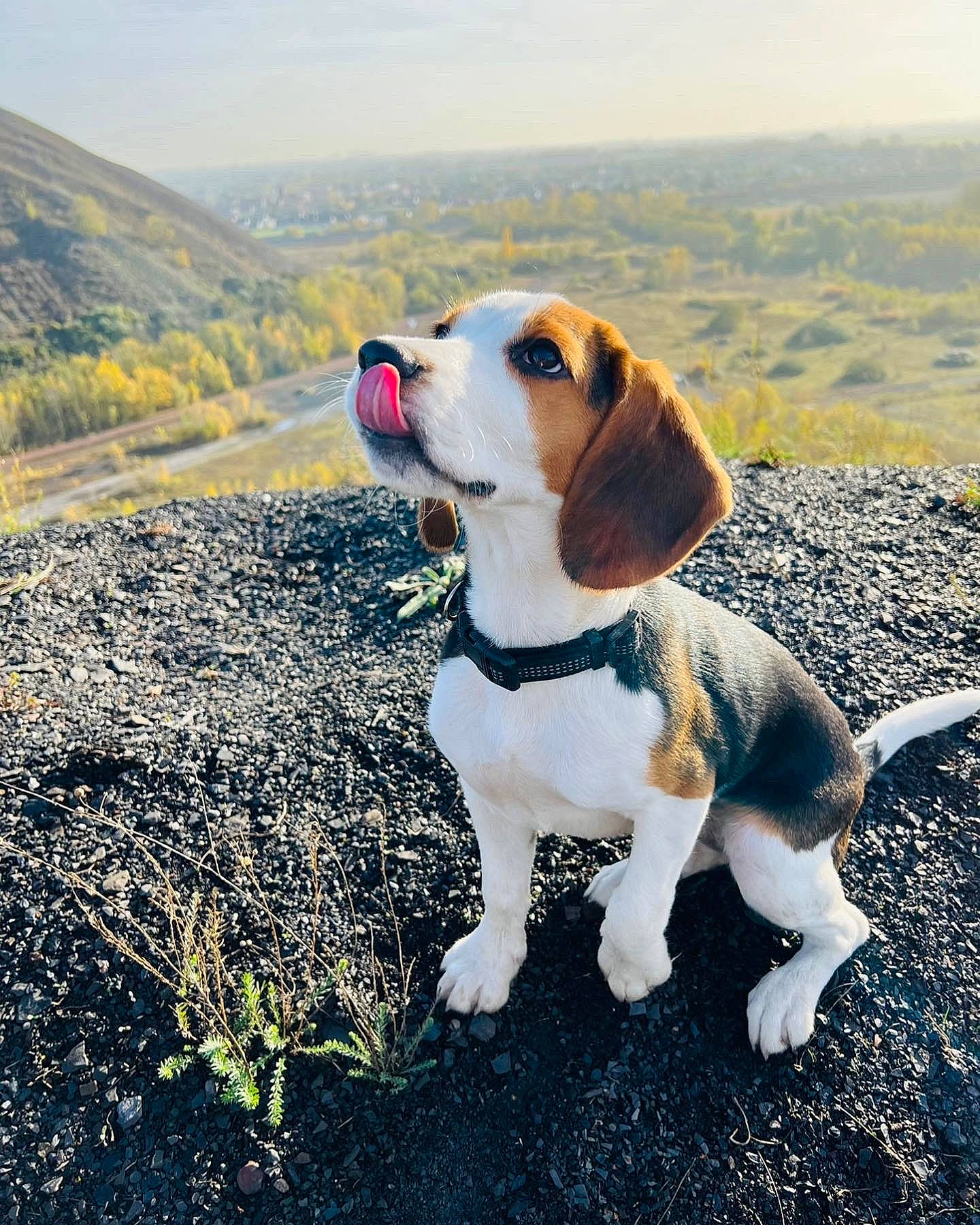 Stella participe au concours pour gagner de l'argent avec cette photo : canidae, carnivore, collar, companion_dog, dog, dog_breed, dog_collar, dog_supply, fawn, finnish_hound, grass, hound, landscape, leash, plant, scent_hound, sky, snout, sporting_group, tail