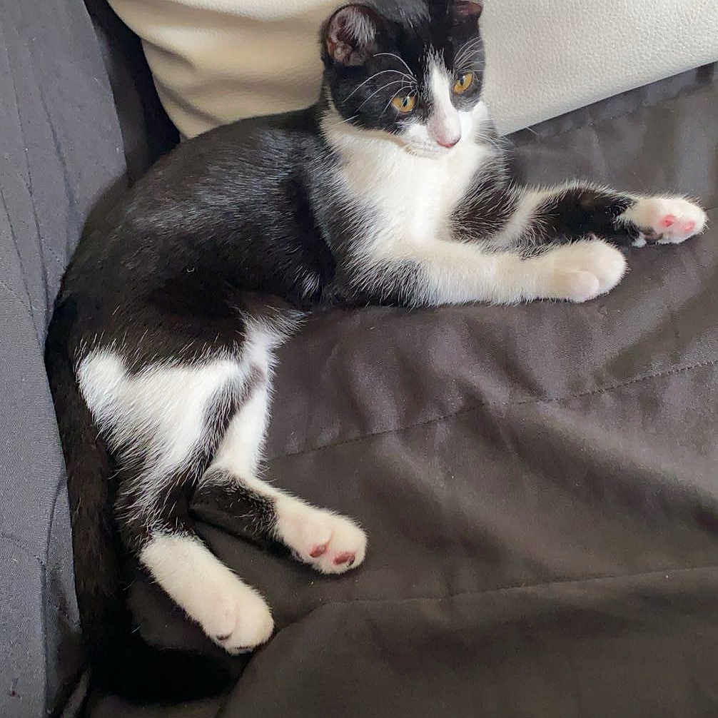 Vegas participe au concours pour gagner de l'argent avec cette photo : abyssinian, animal, armchair, bed, blanket, cat, chair, couch, cushion, furniture, homedecor, indoors, kitten, manx, person, pet, quilt, sleeping