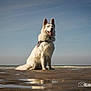 Rya participe au concours pour gagner de l'argent avec cette photo : dog, white_dog, beach, sand, ocean, sky, outdoor, animal, pet, sitting, water, reflection, sunlight, happy, canine, nature, daylight, portrait, fur, ears