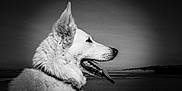 Rya a rejoint le concours — aidez-le/la à gagner de superbes lots ! dog, white_dog, profile, black_and_white, beach, fur, tongue_out, outdoor, animal, pet, nature, landscape, ears, collar, canine, serene, sky, sand, wildlife, portrait