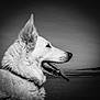 dog, white_dog, profile, black_and_white, beach, fur, tongue_out, outdoor, animal, pet, nature, landscape, ears, collar, canine, serene, sky, sand, wildlife, portrait