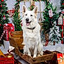 Rya participe au concours pour gagner de l'argent avec cette photo : dog, white_dog, sleigh, wooden_sleigh, christmas_decorations, christmas_trees, ornaments, candy_canes, wrapped_gifts, holiday, festive, indoor, smiling_dog, tongue_out, winter_theme, pine_trees, red_and_green, holiday_spirit, seasonal, pet