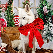 Rya a rejoint le concours — aidez-le/la à gagner de superbes lots ! dog, white_dog, red_bow, wooden_sleigh, christmas_tree, candy_cane, gift_box, holiday_decorations, festive, snow, mailbox, christmas_theme, winter, decor, pine_tree, red_and_white, indoor, pet, cute, seasonal