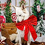 dog, white_dog, red_bow, wooden_sleigh, christmas_tree, candy_cane, gift_box, holiday_decorations, festive, snow, mailbox, christmas_theme, winter, decor, pine_tree, red_and_white, indoor, pet, cute, seasonal