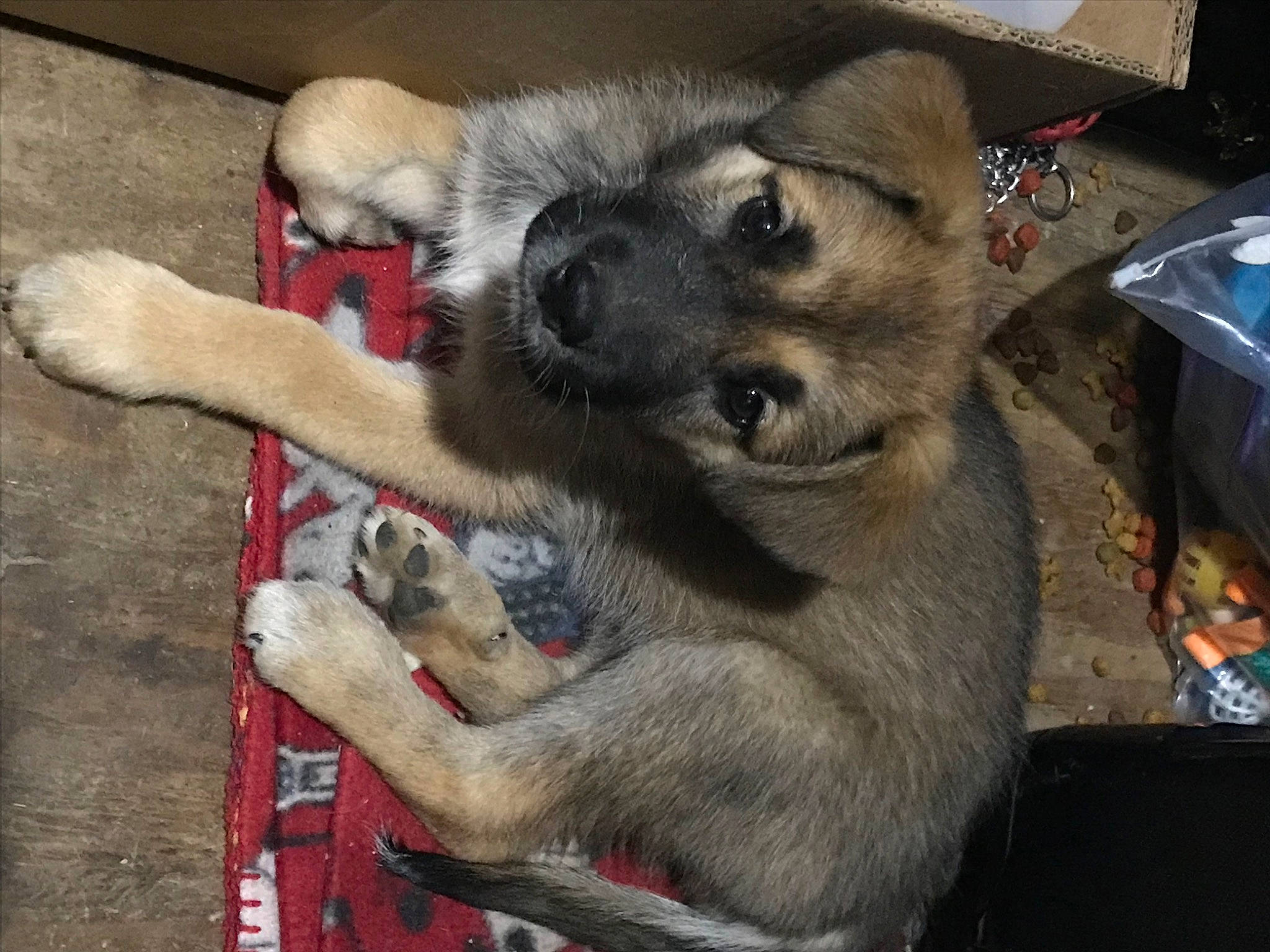 Wookie is registered to the contest to win money with this photo: canidae, canis, carnivore, companion_dog, dog, dog_breed, dog_supply, fawn, foot, fur, gas, german_shepherd_dog, keeshond, paw, snout, sporting_group, working_animal, working_dog