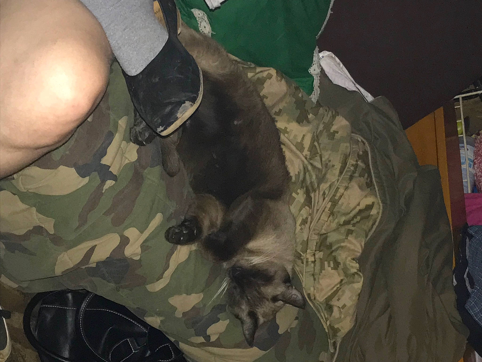 Heston joined the competition — help win amazing prizes! camouflage, carnivore, comfort, dog, dog_breed, foot, fur, gesture, human_leg, knee, military_camouflage, military_uniform, pattern, personal_protective_equipment, sleeve, sporting_group, tail, thigh, thumb, wrist