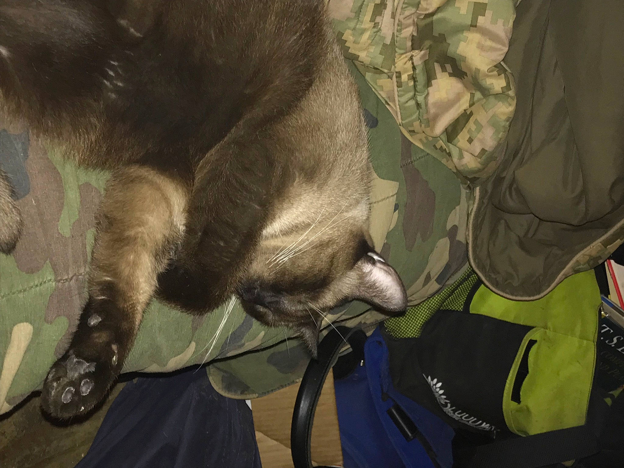 Heston joined the competition — help win amazing prizes! bag, carnivore, claw, dinosaur, dog_breed, felidae, fur, gesture, personal_protective_equipment, small_to_medium_sized_cats, tail, whiskers, working_animal