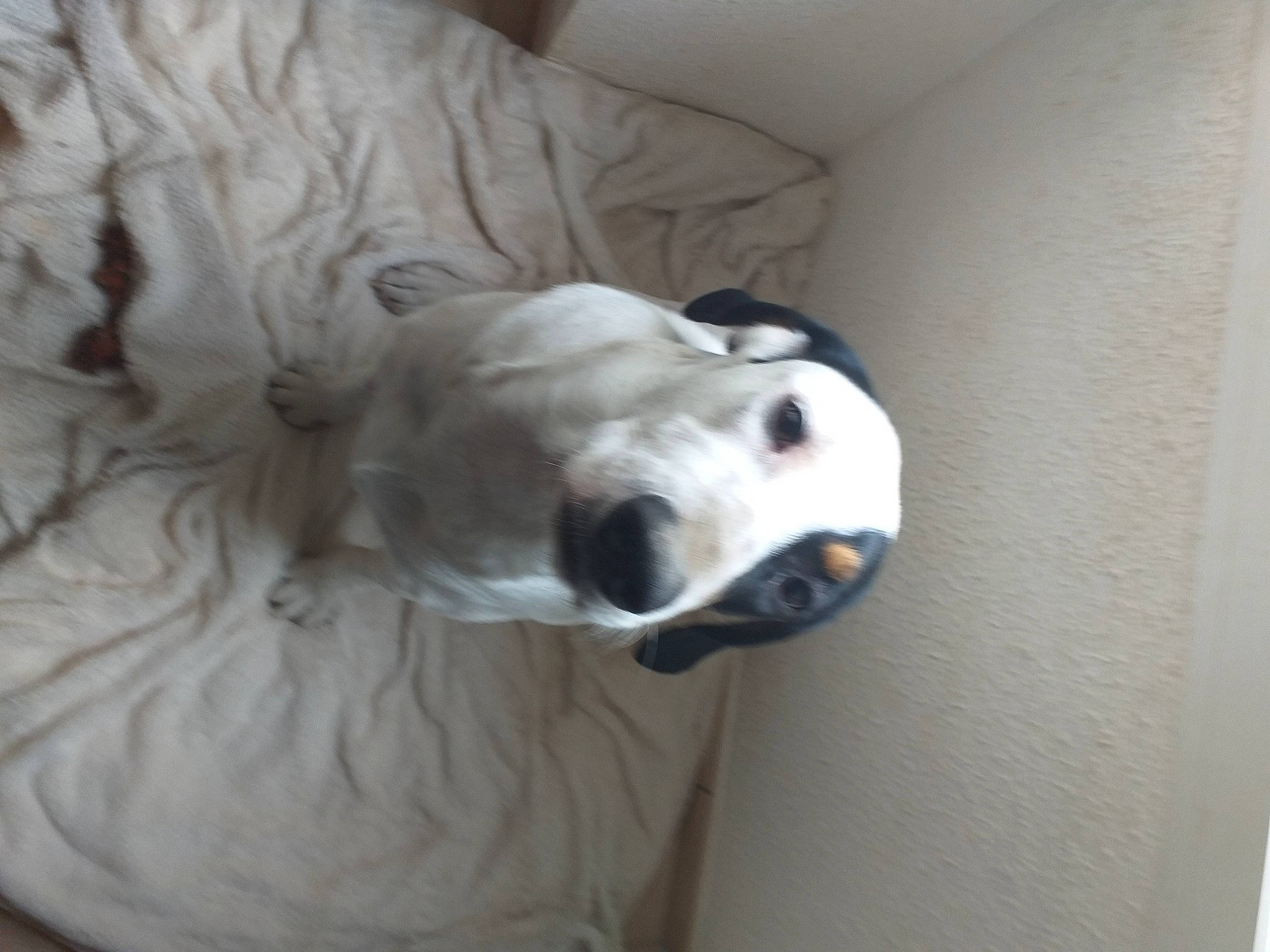 Chtikita participe au concours pour gagner de l'argent avec cette photo : ball, canidae, carnivore, companion_dog, dog, dog_breed, fawn, felidae, fur, guard_dog, livestock_guardian_dog, non_sporting_group, retriever, snout, sporting_group, stairs, terrestrial_animal, whiskers, working_animal