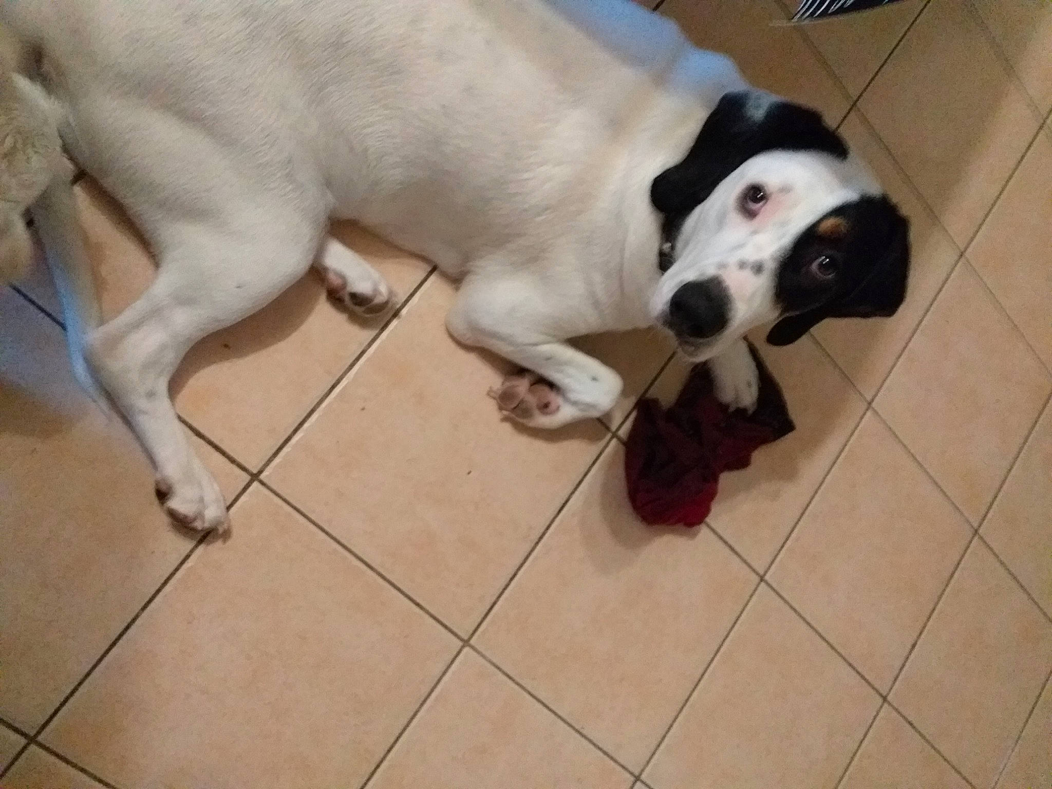 Chtikita participe au concours pour gagner de l'argent avec cette photo : carnivore, collar, companion_dog, dog, dog_breed, dog_collar, dog_supply, fawn, floor, flooring, fur, hardwood, paw, pet_supply, sporting_group, street_dog, tail, tile, tile_flooring, working_animal