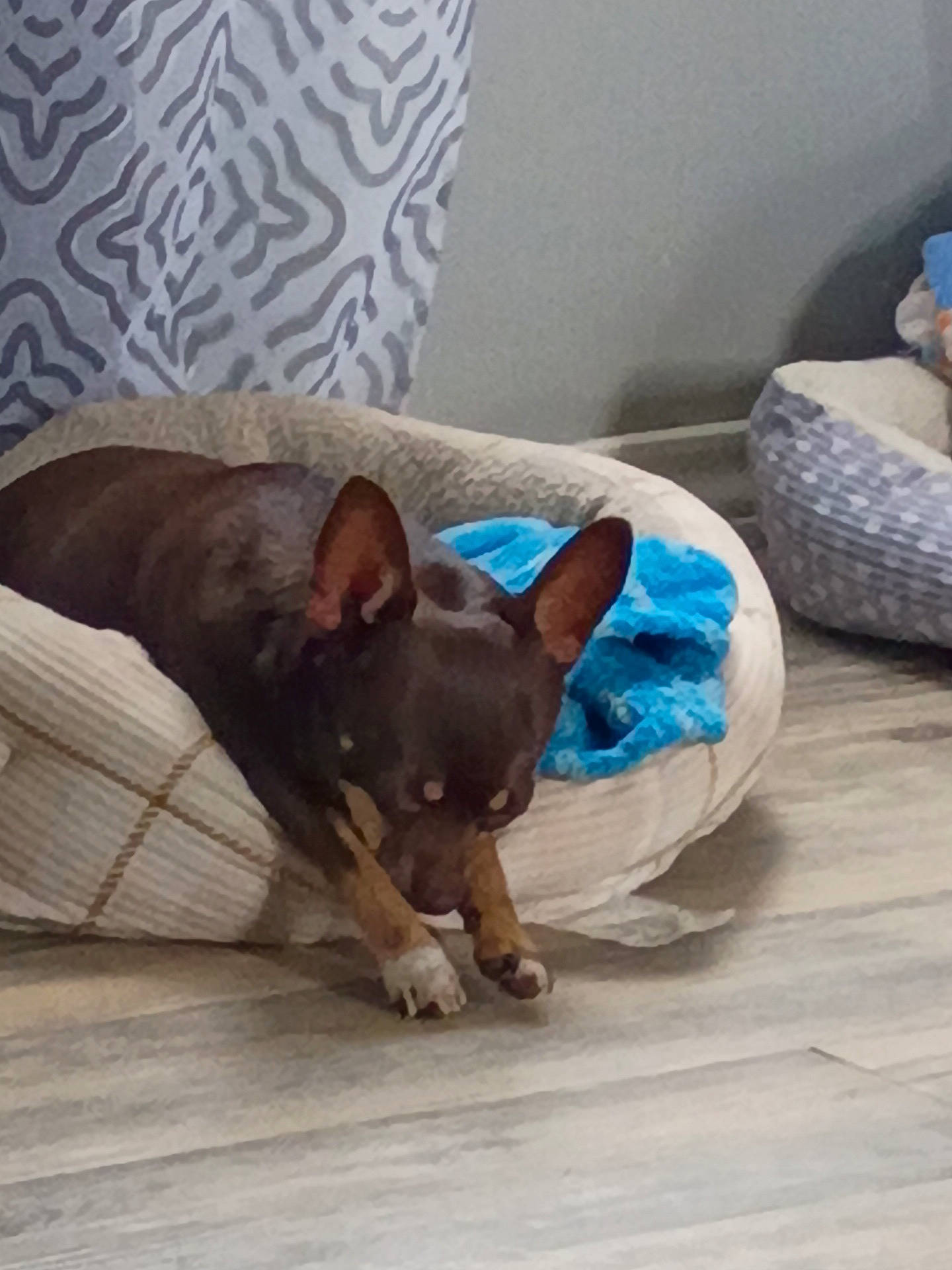 Little Boy Gizmo