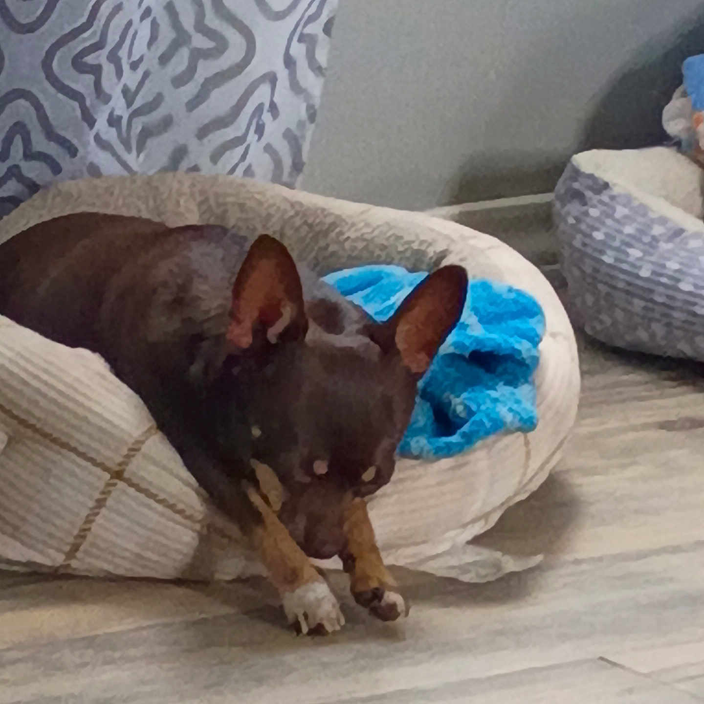 Little Boy Gizmo