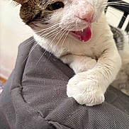 Tips joined the competition — help win amazing prizes! cat, close_up, paw, tongue, mouth_open, whiskers, fur, playful, indoor, domestic_cat, texture, fabric, curious, animal, pet, white_fur, brown_fur, claws, chair, resting