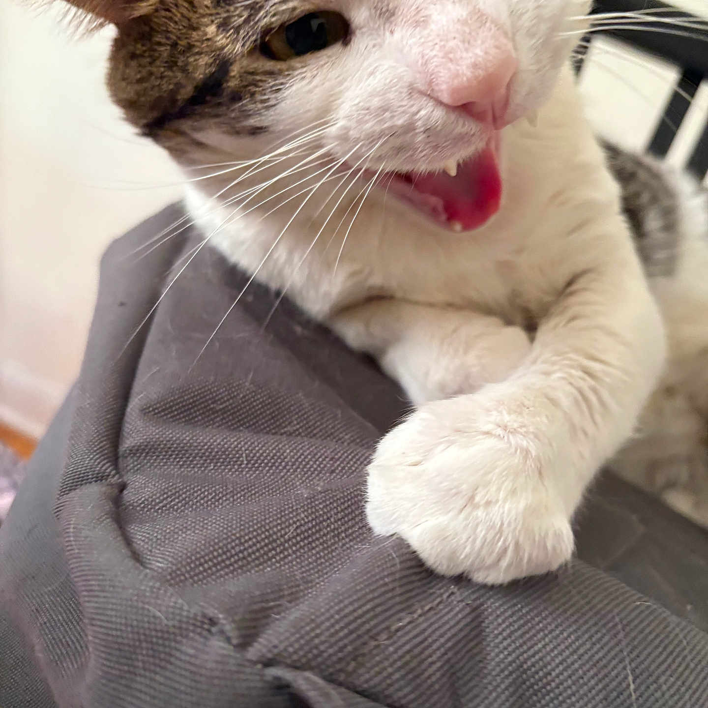 Tips joined the competition — help win amazing prizes! animal, brown_fur, cat, chair, claws, close_up, curious, domestic_cat, fabric, fur, indoor, mouth_open, paw, pet, playful, resting, texture, tongue, whiskers, white_fur