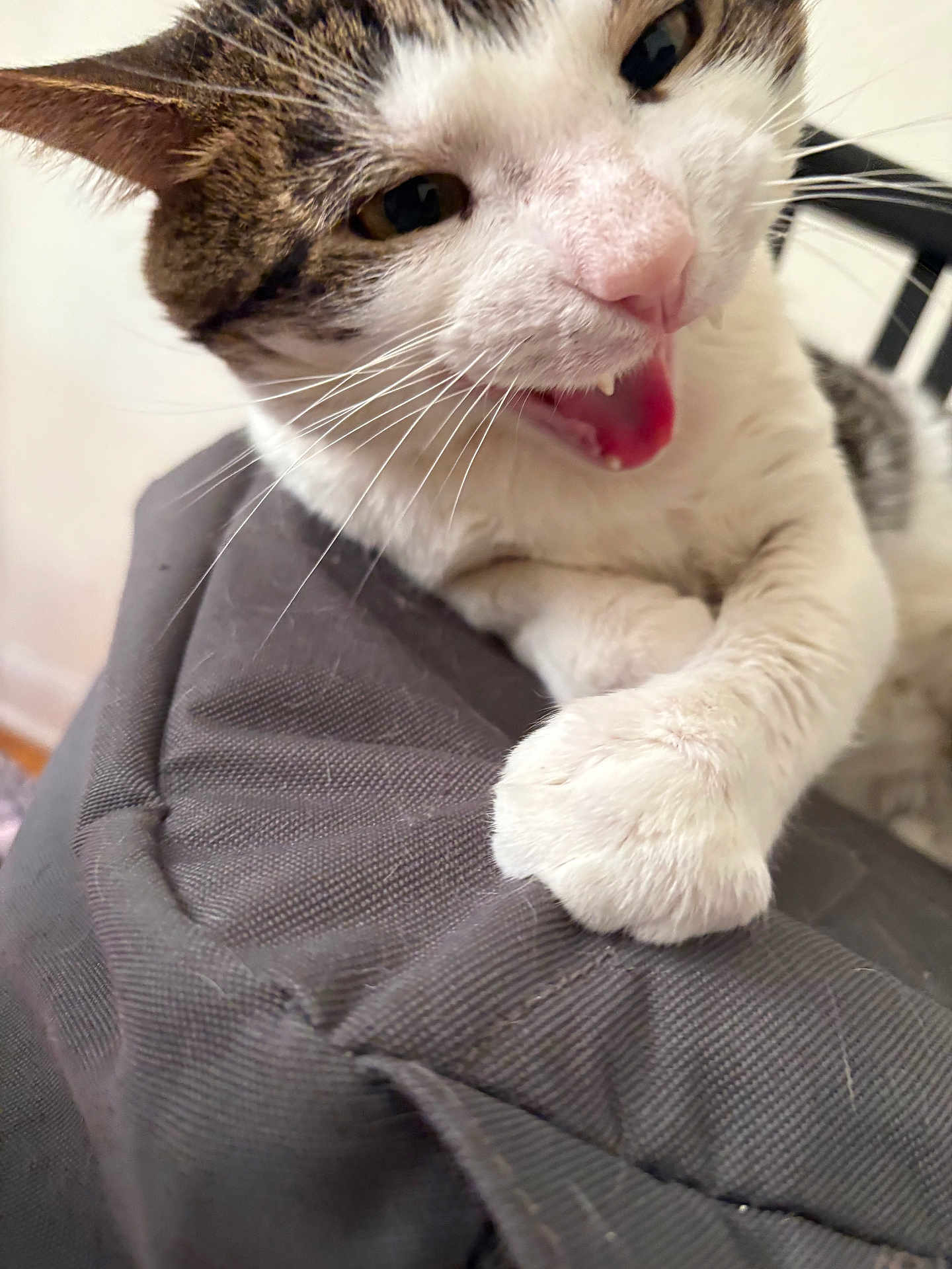 Tips joined the competition — help win amazing prizes! cat, close_up, paw, tongue, mouth_open, whiskers, fur, playful, indoor, domestic_cat, texture, fabric, curious, animal, pet, white_fur, brown_fur, claws, chair, resting