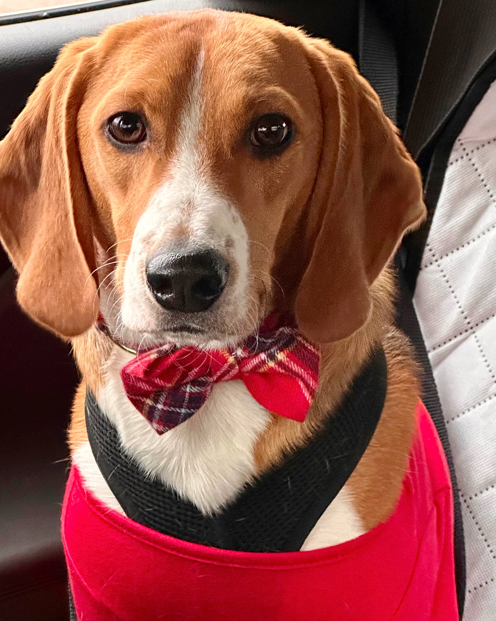 Baby joined the competition — help win amazing prizes! carnivore, circle, collar, comfort, companion_dog, dog, dog_breed, dog_collar, dog_supply, fawn, fur, hunting_dog, liver, pattern, pet_supply, snout, sporting_group, toy, windshield, working_animal