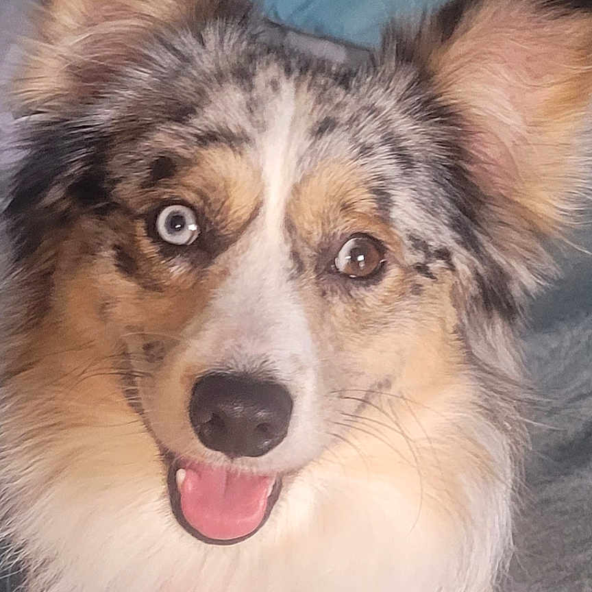 Bandit is registered to the contest to win money with this photo: animal, bed, blanket, blue_eye, brown_eye, canine, cute, dog, ears, face, fluffy, fur, green_toy, happy, heterochromia, indoor, pet, playful, smiling, toy
