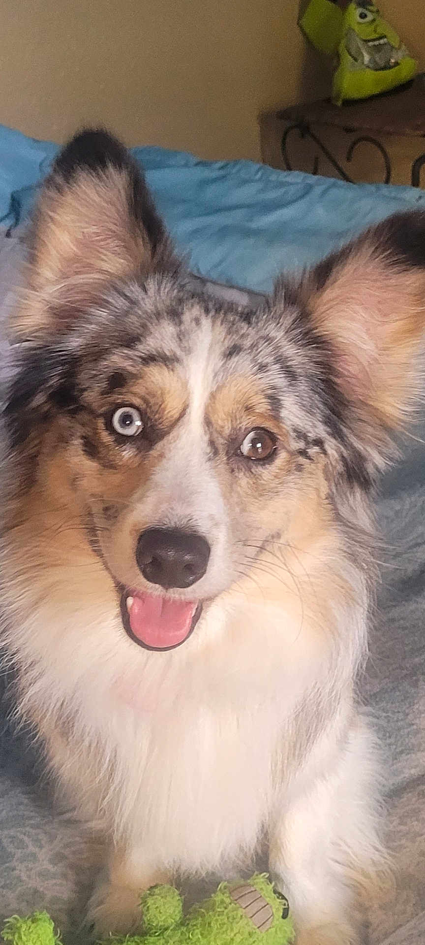 Bandit is registered to the contest to win money with this photo: dog, happy, smiling, heterochromia, blue_eye, brown_eye, fluffy, bed, blanket, toy, green_toy, pet, indoor, fur, ears, face, animal, canine, cute, playful