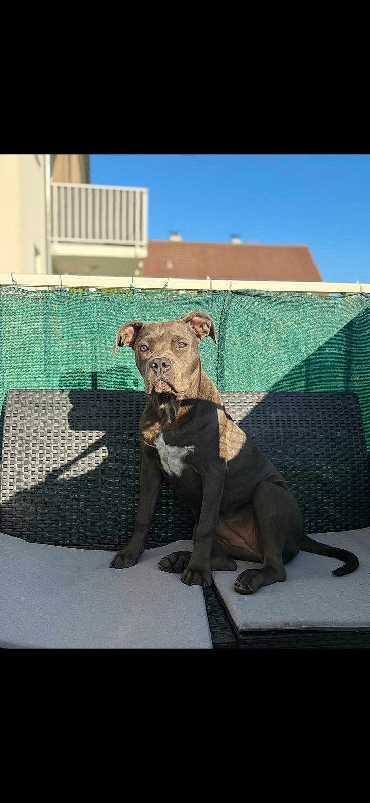 Akira a rejoint le concours — aidez-le/la à gagner de superbes lots ! dog, gray_dog, pet, outdoor, bench, cushion, sunlight, shadow, green_screen, fence, blue_sky, animal, sitting, portrait, ears, snout, paw, tail, residential, daytime