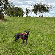 Akira a rejoint le concours — aidez-le/la à gagner de superbes lots ! dog, grass, field, trees, cloudy_sky, outdoor, nature, pet, canine, greenery, harness, happy, animal, meadow, landscape, park, summer, playful, tongue_out, walking