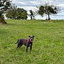 dog, grass, field, trees, cloudy_sky, outdoor, nature, pet, canine, greenery, harness, happy, animal, meadow, landscape, park, summer, playful, tongue_out, walking
