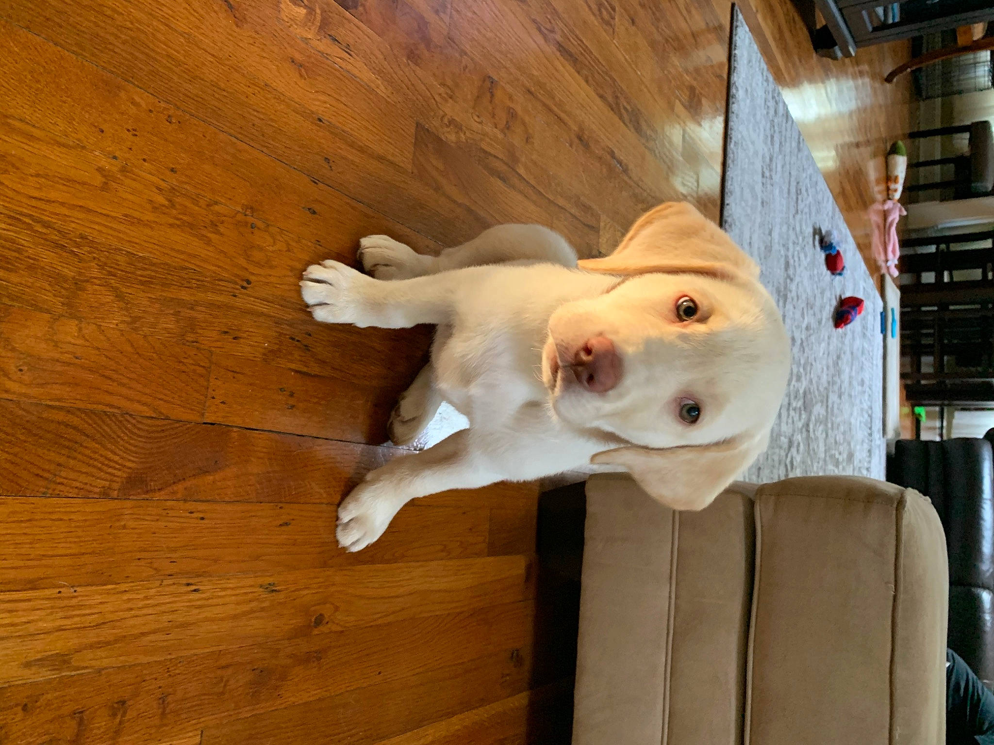 M J joined the competition — help win amazing prizes! canidae, carnivore, companion_dog, dog, dog_breed, fawn, labrador_retriever, mammal, non_sporting_group, retriever, snout, sporting_group, tail