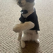 Fluffy joined the competition — help win amazing prizes! cat, pet, tuxedo, costume, animal, feline, indoor, carpet, paw, cute, playful, white, gray, fur, domestic, standing, clothing, young, small, funny