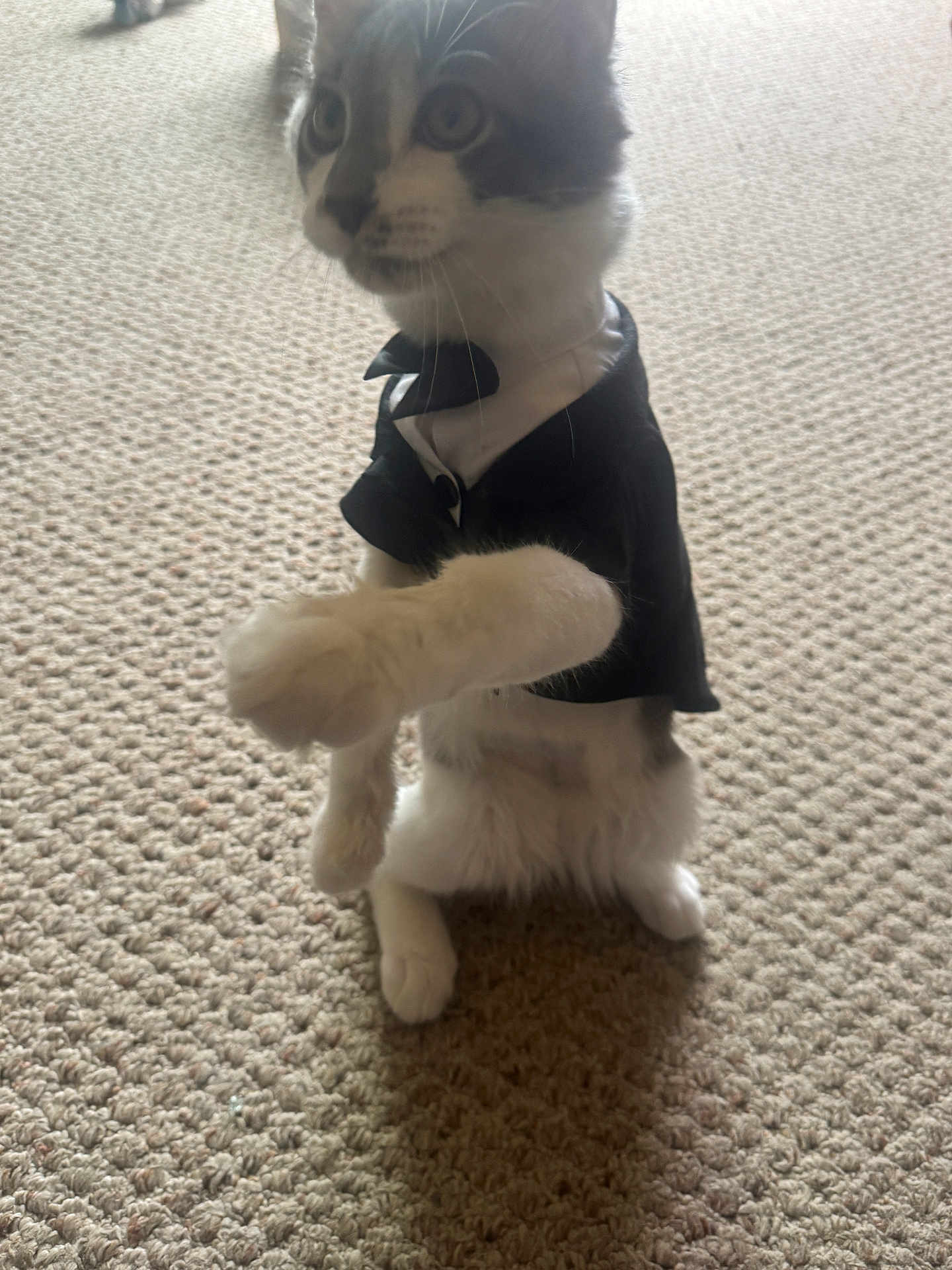 Fluffy