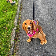 Jojo is registered to the contest to win money with this photo: animal, black_shoes, canine, cute, dog, golden_brown, grass, gravel_path, happy, leash, legs, looking_up, nature, outdoor, person, pet, pink_harness, puppy, walk, young_dog
