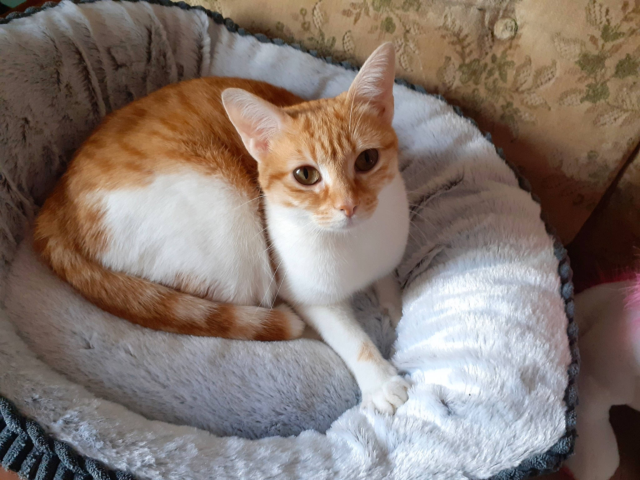 Kitty a rejoint le concours — aidez-le/la à gagner de superbes lots ! carnivore, cat, cat_bed, cat_furniture, cat_supply, comfort, couch, domestic_short_haired_cat, fawn, felidae, fur, linens, paw, pet_supply, sitting, small_to_medium_sized_cats, snout, tail, whiskers, wood