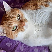 Kitty participe au concours pour gagner de l'argent avec cette photo : animal, cat, close_up, cute, domestic_cat, ears, feline, floral_pattern, fur, green_eyes, indoor, lying_down, orange_cat, pet, purple_blanket, relaxed, resting, sleepy, whiskers, white_cat