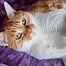 animal, cat, close_up, cute, domestic_cat, ears, feline, floral_pattern, fur, green_eyes, indoor, lying_down, orange_cat, pet, purple_blanket, relaxed, resting, sleepy, whiskers, white_cat
