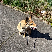 Naya a rejoint le concours — aidez-le/la à gagner de superbes lots ! dog, leash, pavement, shadow, grass, sunlight, outdoor, pet, canine, happy, nature, side_view, sitting, daytime, ears_up, tongue_out, collar, walk, greenery, road