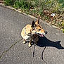 dog, leash, pavement, shadow, grass, sunlight, outdoor, pet, canine, happy, nature, side_view, sitting, daytime, ears_up, tongue_out, collar, walk, greenery, road