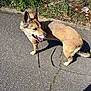 Naya a rejoint le concours — aidez-le/la à gagner de superbes lots ! dog, leash, pavement, grass, outdoor, sunlight, shadow, canine, pet, side_view, walking, nature, fur, tail, ears, mouth_open, happy, daytime, walk, path