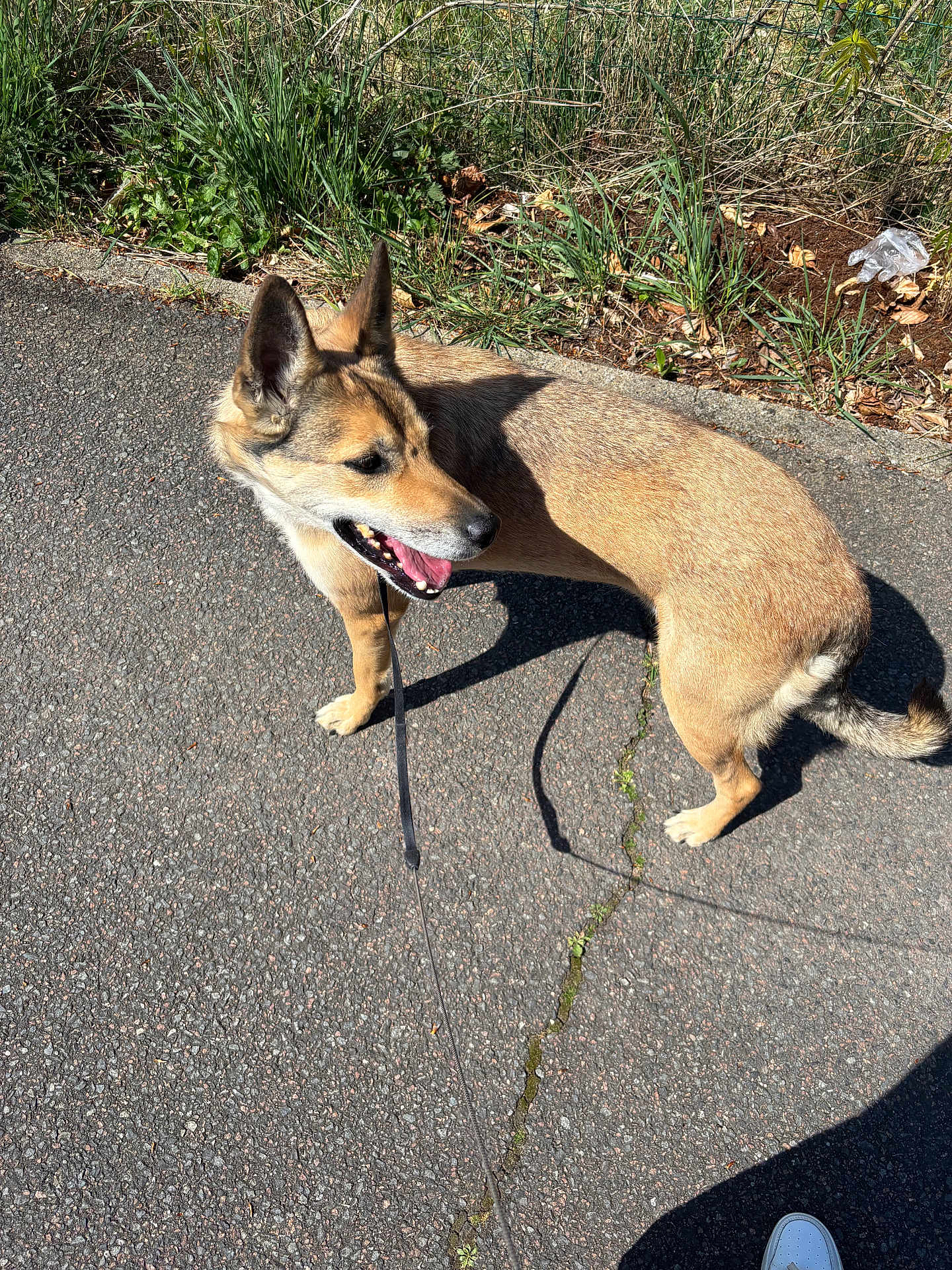 Naya a rejoint le concours — aidez-le/la à gagner de superbes lots ! dog, leash, pavement, grass, outdoor, sunlight, shadow, canine, pet, side_view, walking, nature, fur, tail, ears, mouth_open, happy, daytime, walk, path