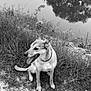 Naya participe au concours pour gagner de l'argent avec cette photo : dog, animal, grass, pond, water, reflection, nature, outdoor, canine, sitting, tongue_out, collar, gravel, shrubbery, black_and_white, peaceful, landscape, wildlife, park, scenery